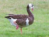 Strange Goose_25939